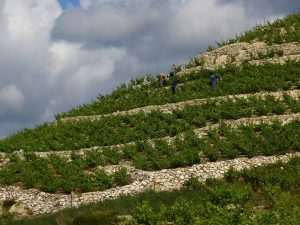 Olive oil from Peljesac won a gold medal on a competition in New York! 1 Frane Milos olive oil