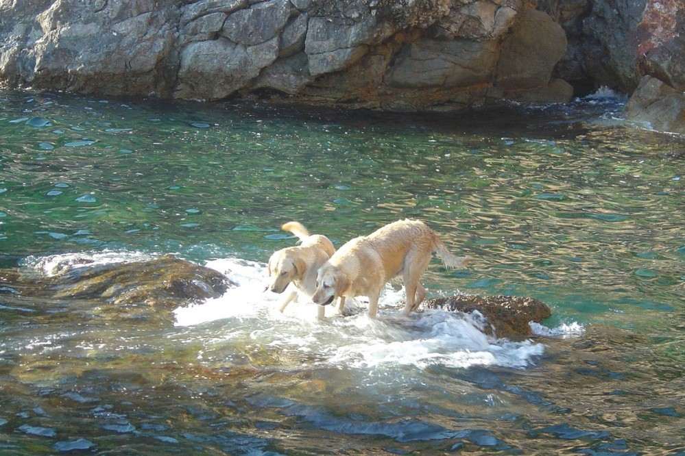 Dubrovnik Dog friendly beach