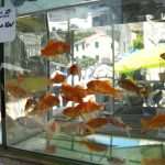 Siđ, traditional folk festival in Slano 12 Siđ, folk festival in Slano