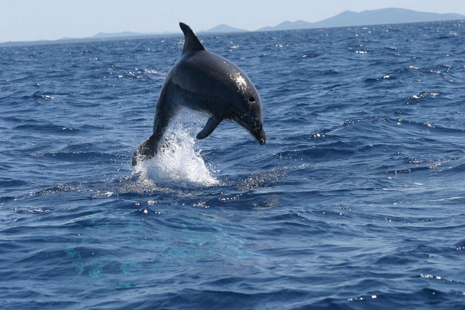Adriatic dolphin