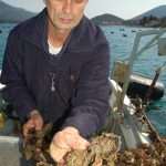 Oysters in Ston