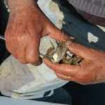 Oysters in Ston