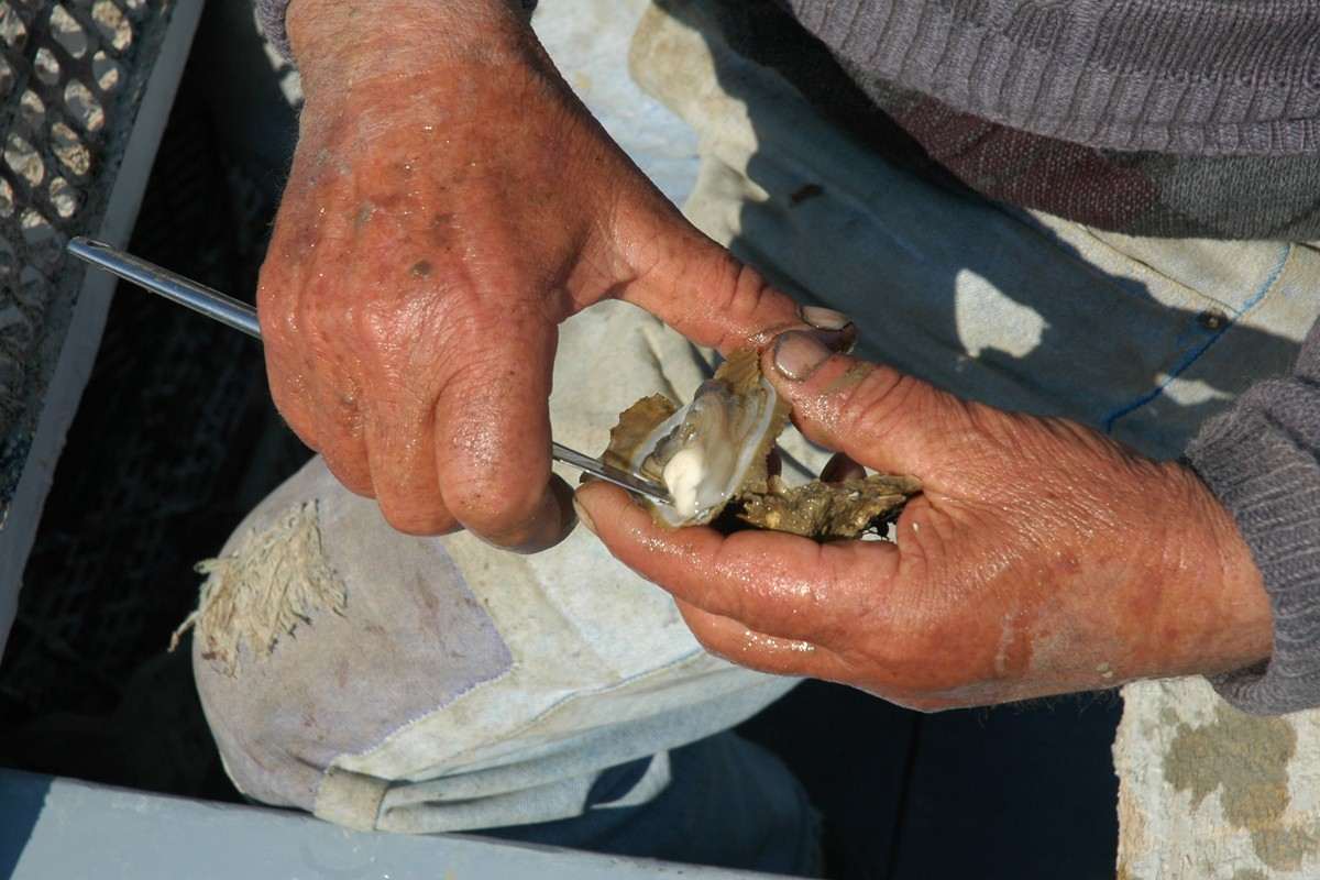 Oysters in Ston