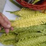 Palm Sunday In Dubrovnik
