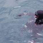 Divers Search For Missing Tourist Philipp Hochhuth In Old Harbour 6 Divers Search For Missing Tourist Philipp Hochhuth In Old Harbour