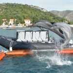 US Dolphins Demining Dubrovnik Waters 4 US Army Dolphins 41