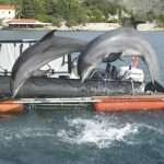 US Dolphins Demining Dubrovnik Waters 5 US Army Dolphins 51