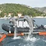US Dolphins Demining Dubrovnik Waters 6 US Army Dolphins 61
