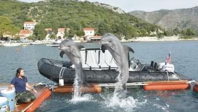 US Dolphins Demining Dubrovnik Waters 18 US Army Dolphins 61