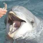 US Dolphins Demining Dubrovnik Waters 7 US Army Dolphins 7