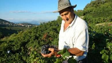 Boston Globe: Peljesac-Croatia's Napa Valley 6 peljesac berba grozdje jematva janjina8492