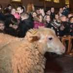 Dubrovnik Christmas Nativity 2013 7