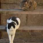 Photo Gallery: Dubrovnik in the morning! 4 Dubrovnik today