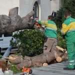 The white fluffy surprise in Dubrovnik 25 storm