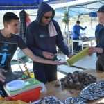 Ston Oyster Day 2015