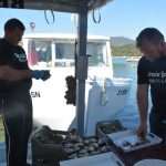 Ston Oyster Day 2015