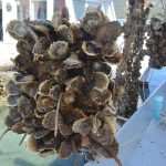 Ston Oyster Day 2015
