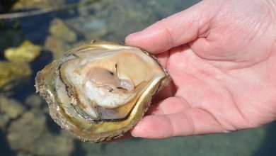 Ston Oyster Day 2015