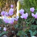 cadmos adrenalin5549