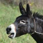 cadmos adrenalin5813