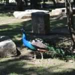 Island Lokrum - Guardian of Pearl of the Adriatic whose history dates back to prehistory 8 lokrum