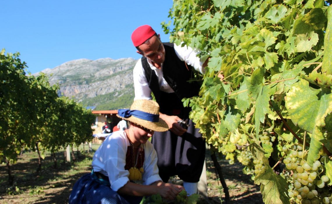 konavle grapes