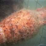 Unique Souvenir: Each Bottle is a Miracle of Nature! 28 Edivo vina 10