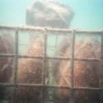 Unique Souvenir: Each Bottle is a Miracle of Nature! 26 Edivo vina 12