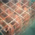 Unique Souvenir: Each Bottle is a Miracle of Nature! 21 Edivo vina 19