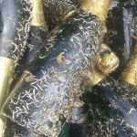 Unique Souvenir: Each Bottle is a Miracle of Nature! 19 Edivo vina 20