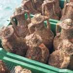 Unique Souvenir: Each Bottle is a Miracle of Nature! 16 Edivo vina 23