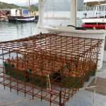 Unique Souvenir: Each Bottle is a Miracle of Nature! 14 Edivo vina 26