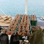 Unique Souvenir: Each Bottle is a Miracle of Nature! 15 Edivo vina 27