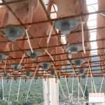 Unique Souvenir: Each Bottle is a Miracle of Nature! 11 Edivo vina 29