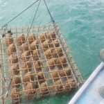 Unique Souvenir: Each Bottle is a Miracle of Nature! 8 Edivo vina 33