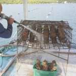 Unique Souvenir: Each Bottle is a Miracle of Nature! 6 Edivo vina 34