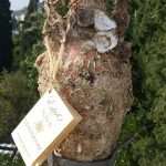 Unique Souvenir: Each Bottle is a Miracle of Nature! 7 Edivo vina 35