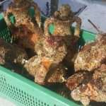 Unique Souvenir: Each Bottle is a Miracle of Nature! 3 Edivo vina 37