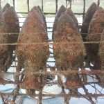 Unique Souvenir: Each Bottle is a Miracle of Nature! 2 Edivo vina 38