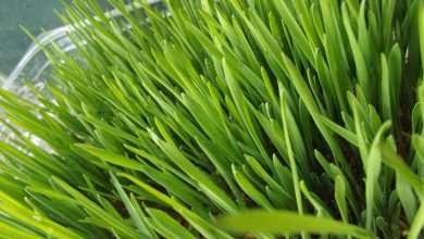 Today we Celebrate the Feast of Saint Lucia 13 wheat christmas