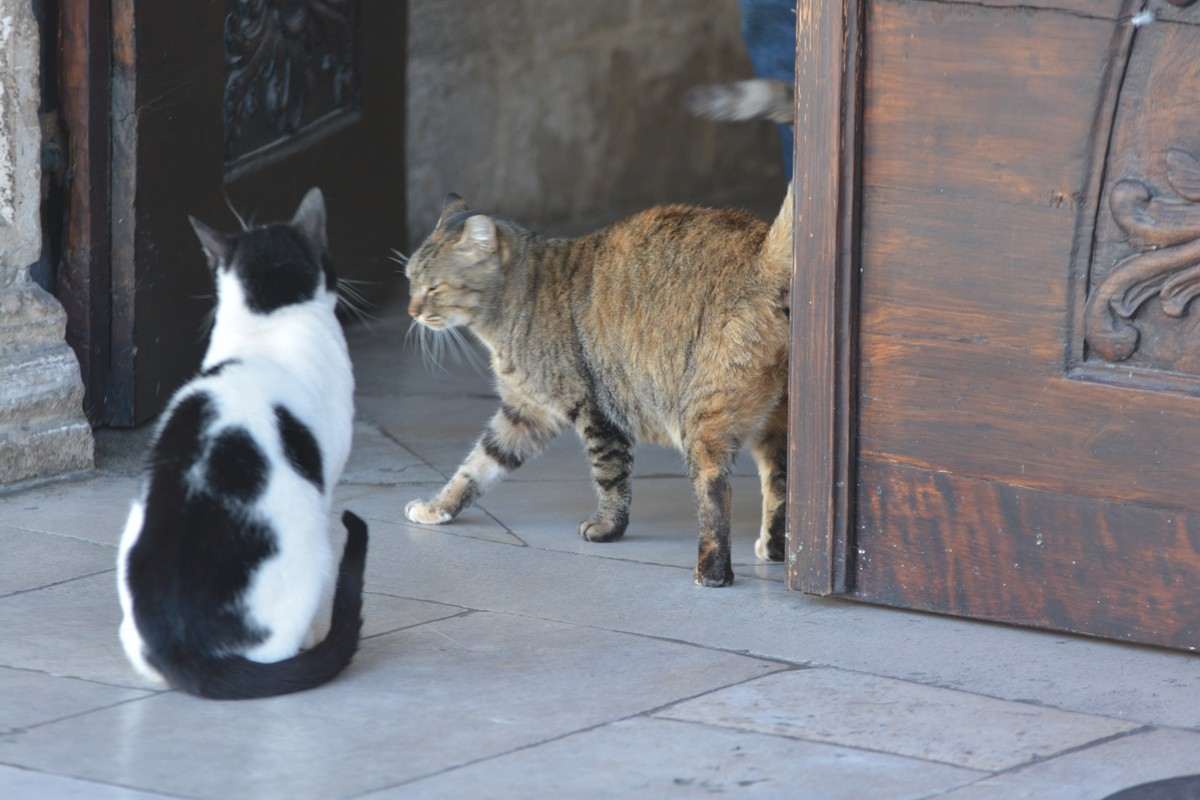 Stray Cats of Dubrovnik (3)