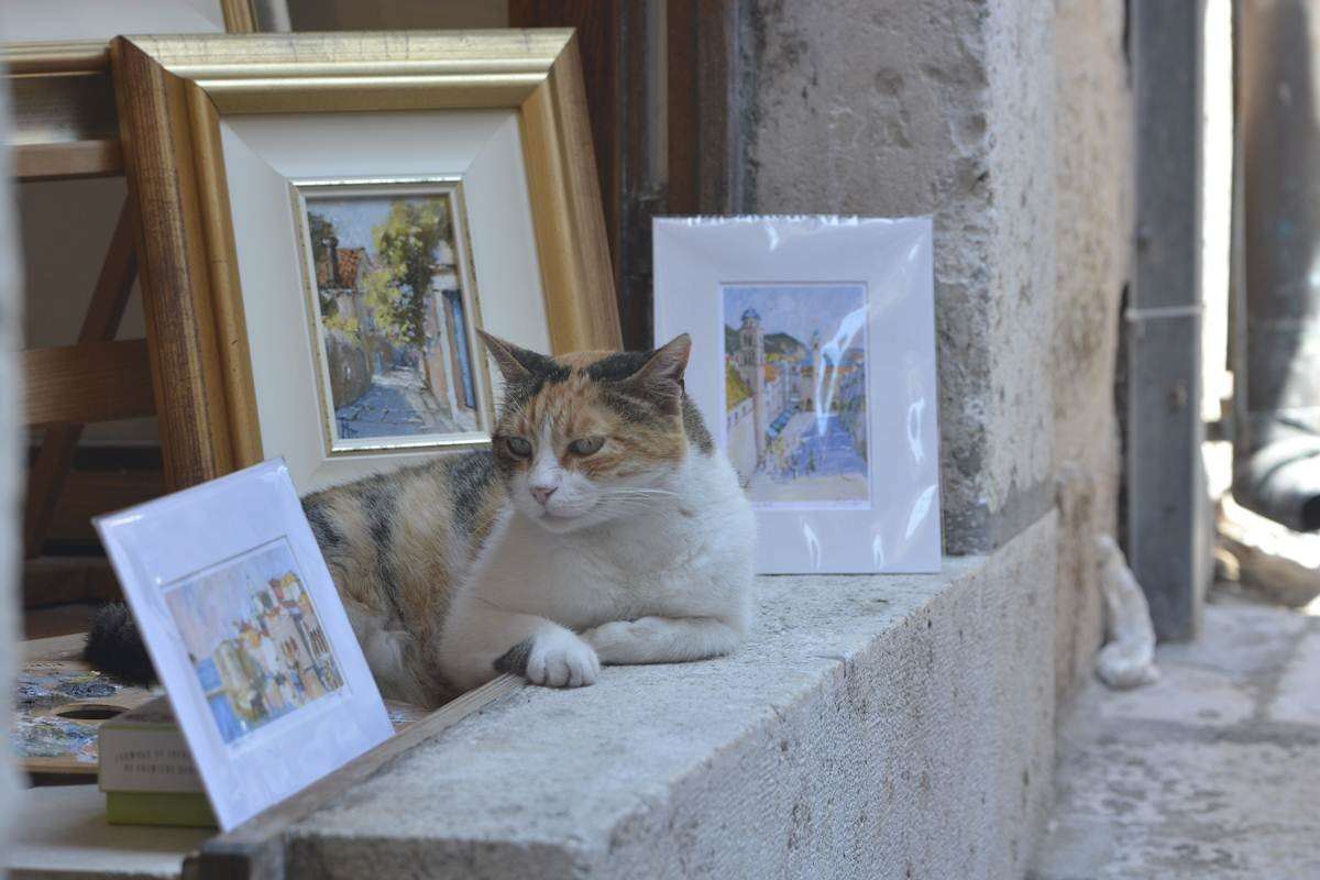 Stray Cats of Dubrovnik (4)