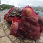 Photo Gallery from Lapad: Eco Action With Dubrovnik Divers 19 Diving Club Eco Action in Lapad 48