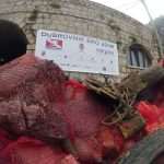 Photo Gallery from Lapad: Eco Action With Dubrovnik Divers 17 Diving Club Eco Action in Lapad 50