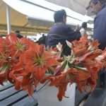 Green And Fish Market Dubrovnik 18