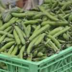 Green And Fish Market Dubrovnik 2