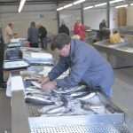 Green And Fish Market Dubrovnik 6