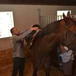 Snow Queen Horse for Jug 4