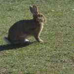 Lokrum Rabbit 16