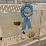 Photo Gallery: Colorful Exhibition of Birds! 10 Bird Exhibition 11